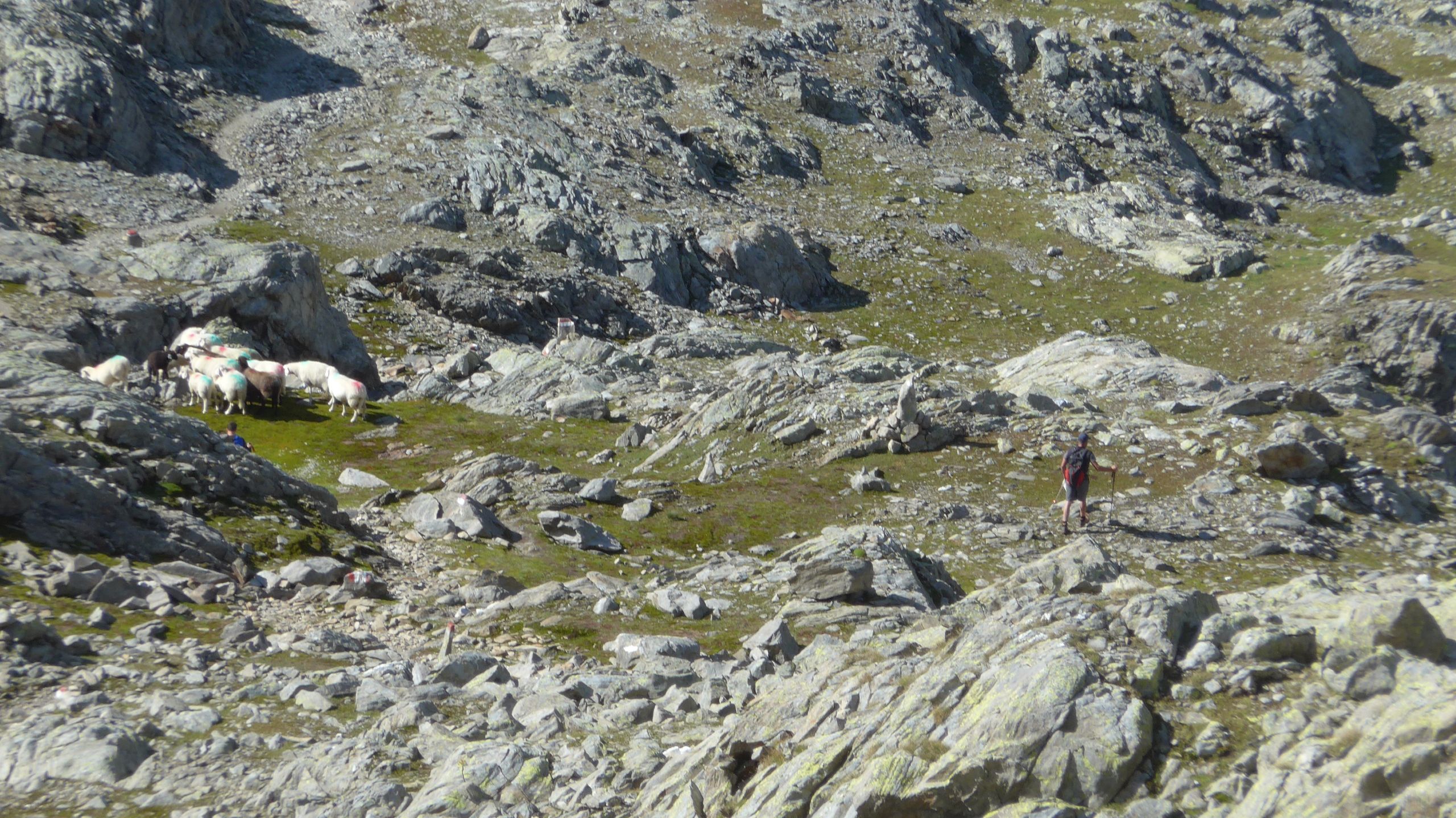Abtrieb der Schafe